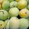 গোপালভোগ (Gopalbhog) 10KG