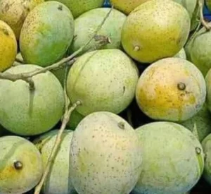 গোপালভোগ (Gopalbhog)