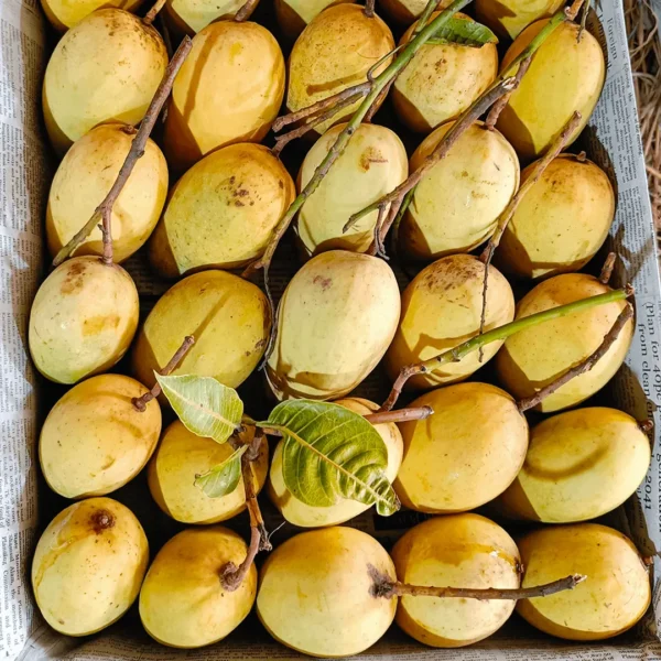 কাটিমন (10kg)