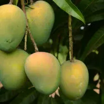গোপালভোগ (Gopalbhog) 10KG