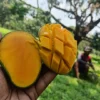 গোপালভোগ (10kg)