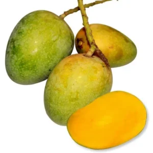 গোপালভোগ (10kg)