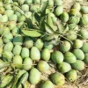গোপালভোগ (10kg)