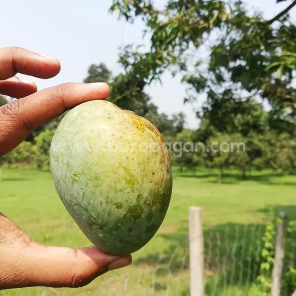 গোপালভোগ (10kg)