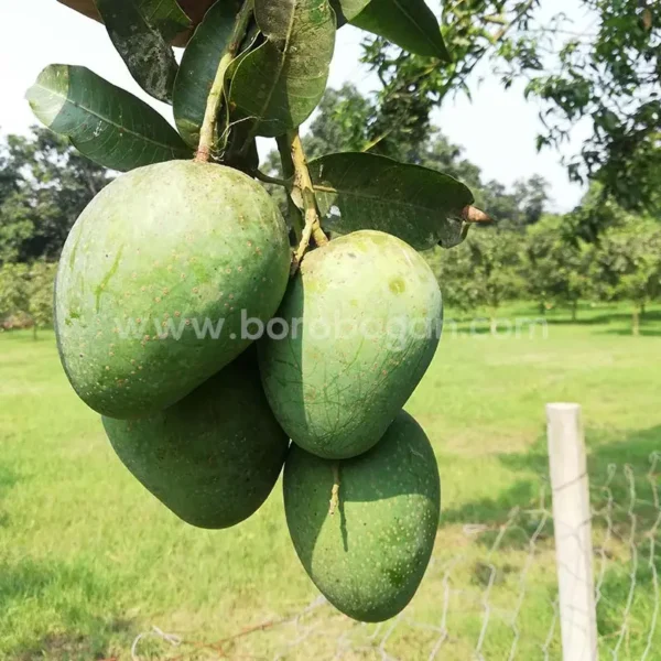 গোপালভোগ (10kg)