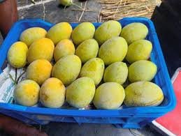 গোপালভোগ (Gopalbhog) 10KG