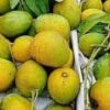 গোপালভোগ (Gopalbhog) 10KG