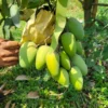 কাটিমন (10kg)