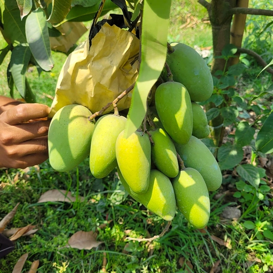 কাটিমন (10kg)