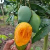 আম্রপালি (10kg)