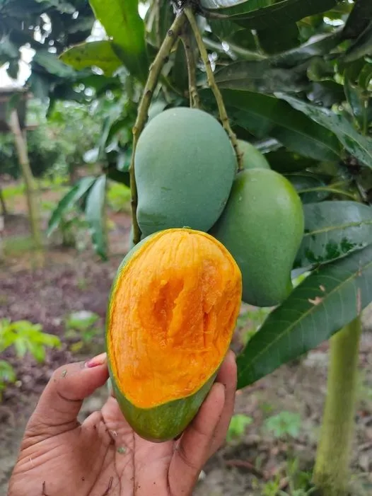 আম্রপালি (10kg)
