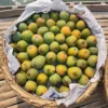খিরসাপাত (10kg)