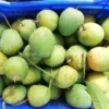 খিরসাপাত (10kg)