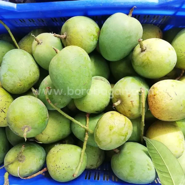 খিরসাপাত (10kg)