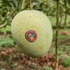 গৌড়মতি (10kg)