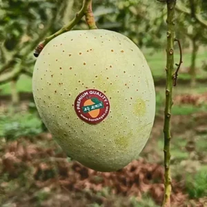 গৌড়মতি (10kg)
