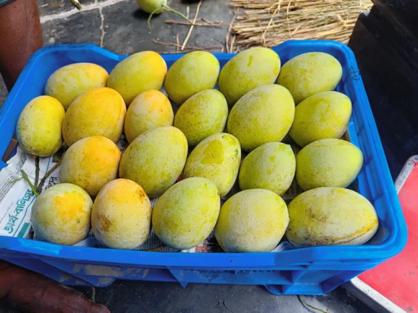 গৌড়মতি (10kg)