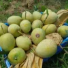 গৌড়মতি (10kg)