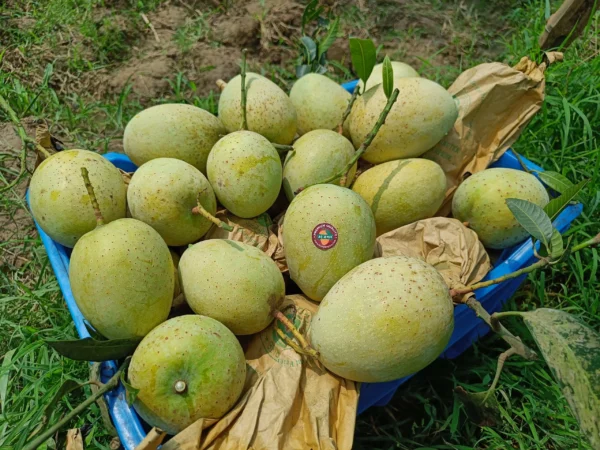 গৌড়মতি (10kg)