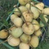 গৌড়মতি (10kg)
