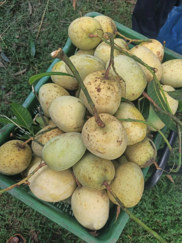 গৌড়মতি (10kg)
