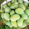 ফজলি (10kg)