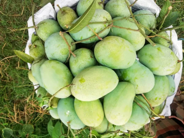 ফজলি (10kg)