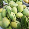 ফজলি (10kg)