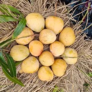 বারি-৪ (10kg)