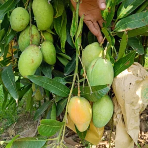 বারি – ১১ (22kg)