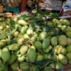 বারি – ১১ (10kg)