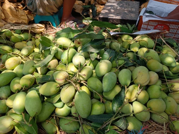 বারি – ১১ (10kg)