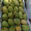 বারি – ১১ (10kg)