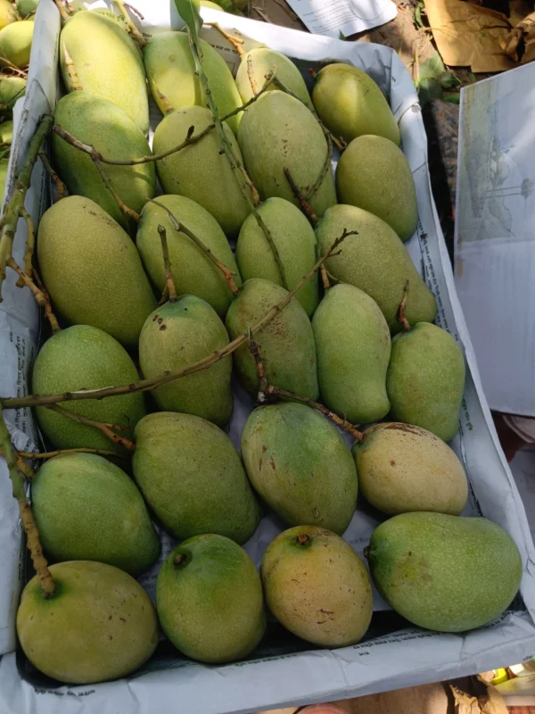 বারি – ১১ (10kg)