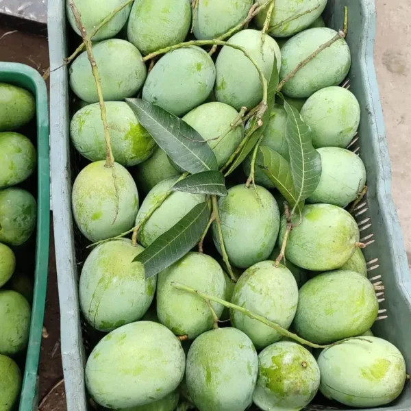 ল্যাংড়া (10kg)